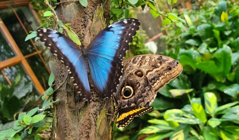 Did you know a group of butterflies is known as a kaleidoscope! article image